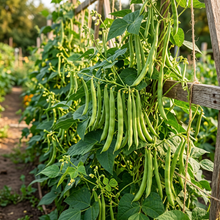 White Half Runner Green Bean Seeds for Planting