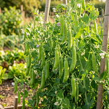 Kelvedon Wonder Pea Seeds for Planting