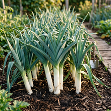 Premium Leek Chef’s White Seeds – Leek Seeds for Home Garden