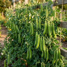 Lincoln Pea Seeds for Planting