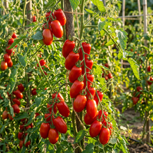 Roma Tomato Seeds – Heirloom for Planting