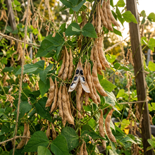 White Calypso Bean Seeds for Home Garden