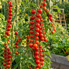 Cherry Tomato Seeds for Planting