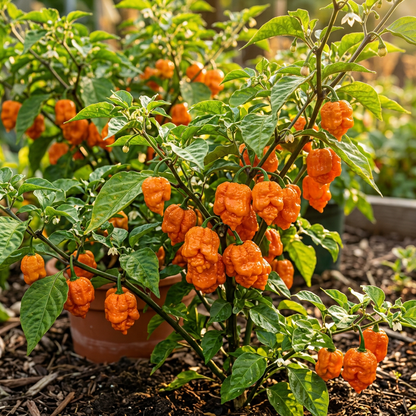 Orange Trinidad Moruga Pepper Seeds – Pepper Seeds for Home Garden