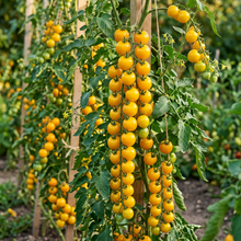 Yellow Cherry Tomato Vegetable Seeds for Planting