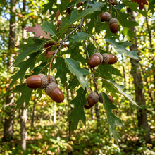 Red Oak Tree Seeds – Quercus Rubra Tree Plant