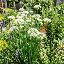 Garlic Chive Seeds (Allium tuberosum) – Early Bird Garlic Chive Herb Seeds