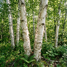 European White Birch Seeds (Betula pendula) – White Paper Birch Tree Seeds