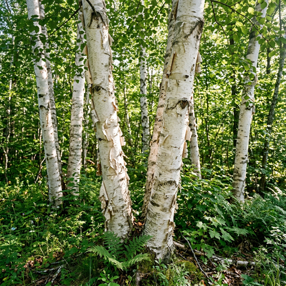 European White Birch Seeds (Betula pendula) – White Paper Birch Tree Seeds