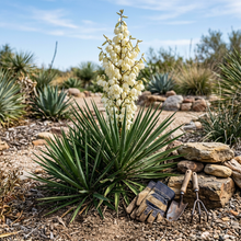 Adam's Needle Yucca Seeds for Dry Garden Planting