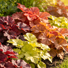 Alum Root Heuchera Seeds for Decorative Garden Borders