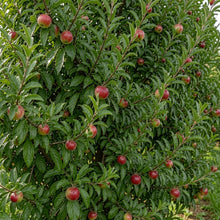 Jonathan Apple Seeds for Planting