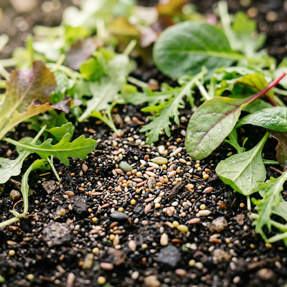 Salad Leaves Mesclun Mixed Seeds