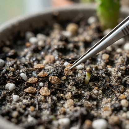 Red Prickly Pear Cactus Seeds for Planting