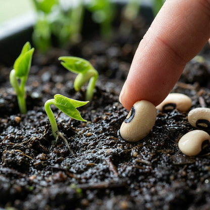 Black Eyed Cowpea Seeds – Bush Bean Plant