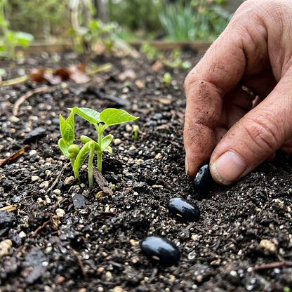 Cherokee Trail of Tears Bean Seeds (Phaseolus vulgaris) – Heirloom Black Pole Bean Seeds