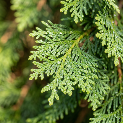 Hinoki Cypress Bonsai Seeds (Chamaecyparis obtusa) – Evergreen Bonsai Tree Seeds