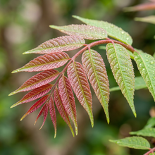 Chinese Toon Tree Seeds (Toona sinensis) – Chinese Mahogany Tree Seeds