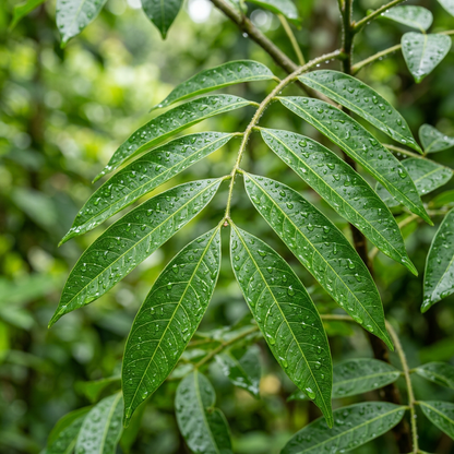 Soapberry Tree Seeds (Sapindus saponaria) – Wingleaf Soapberry Seeds