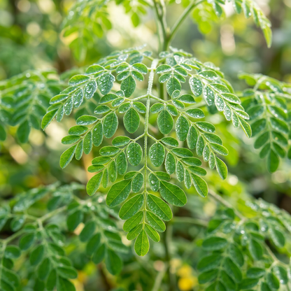 Moringa Seeds (Moringa oleifera) – PKM1 Drumstick Tree Seeds
