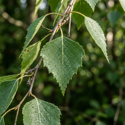 European White Birch Seeds (Betula pendula) – White Paper Birch Tree Seeds