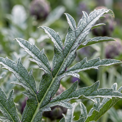Purple Romagna Artichoke Seeds for Home Vegetable Gardens