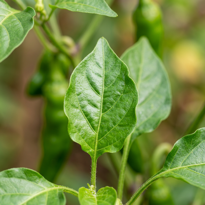 Orange Peter Pepper Plant Seeds for Planting