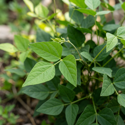Tepary Blue Bean Seeds for Planting
