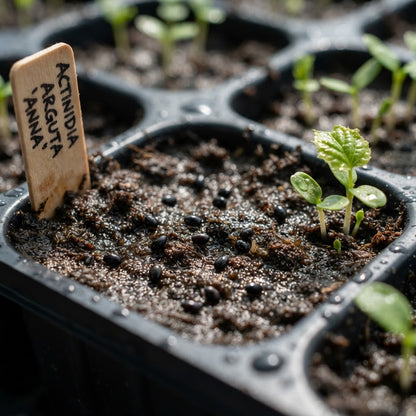 Anna Kiwi Seeds for Planting