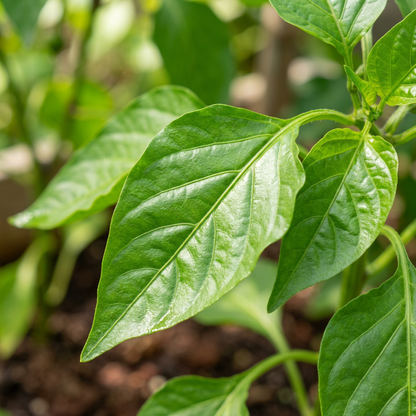 Pepper Sweet Tamina Seeds – Sweet Peppers for Planting