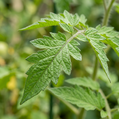Kellogg’s Tomato Seeds for Planting
