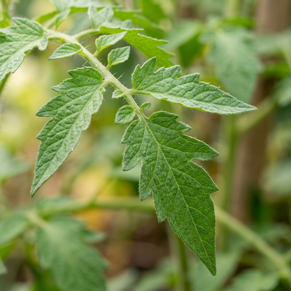 Celebrity Tomato Seeds – Hybrid Tomato Seeds for Home Garden