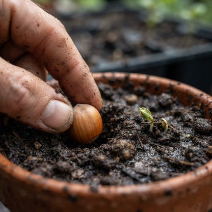 American Hazelnut Tree Seeds for Planting