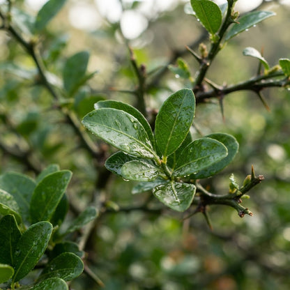 Finger Lime Seeds for Planting