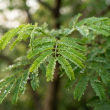 Jungle Jalebi Seeds for Planting