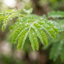 Manila Tamarind (Jungle Jalebi) (100 Seeds) Seeds for Planting