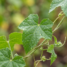 Cucamelon Mouse Melon Seeds for Home Garden