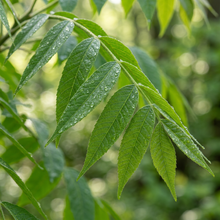 Black Walnut Tree Seeds Juglans Nigra Garden Planting