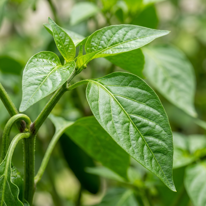 Pepper Hot Chilli Jalapeno Seeds for Planting