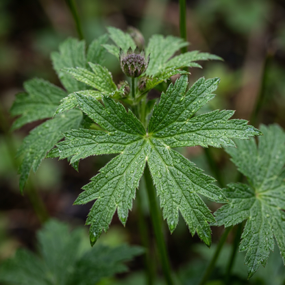 Astrantia Major Roots for Garden Flower Planting