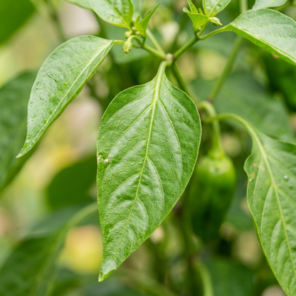 Georgia Candy Rooster Pepper Seeds – Sweet Pepper Seeds for Home Garden