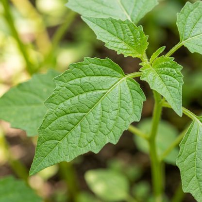Tomatillo de Milpa Seeds – Tomatillo Seeds for Home Garden