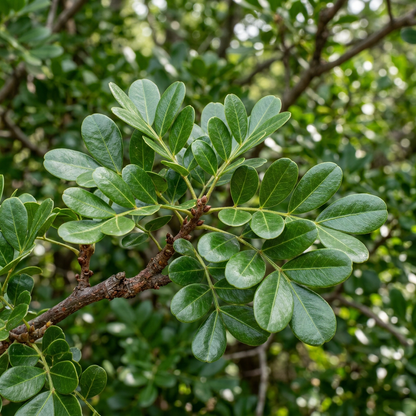 Texas Mountain Laurel Seeds for Planting