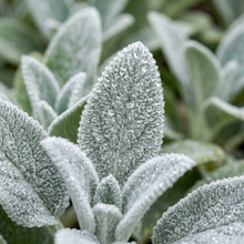 Stachys Byzantina Lamb's Ear Seeds