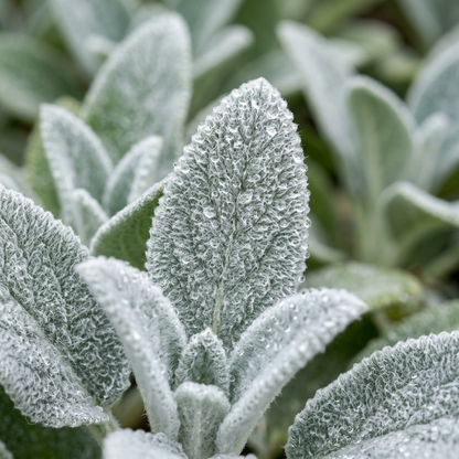 Stachys Byzantina Lamb's Ear Seeds