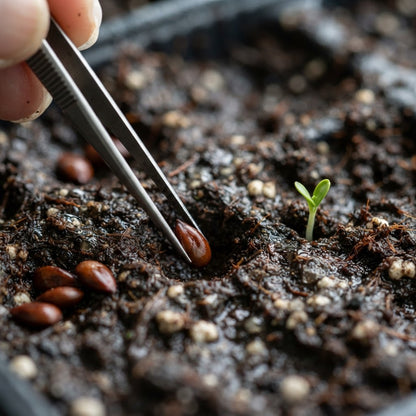 Ein Shemer Apple Seeds for Planting