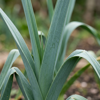 Premium Leek Chef’s White Seeds – Leek Seeds for Home Garden
