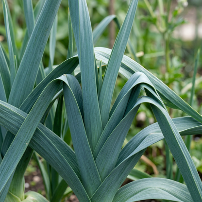 Leek Tornado Seeds – Vegetable Seeds for Home Garden