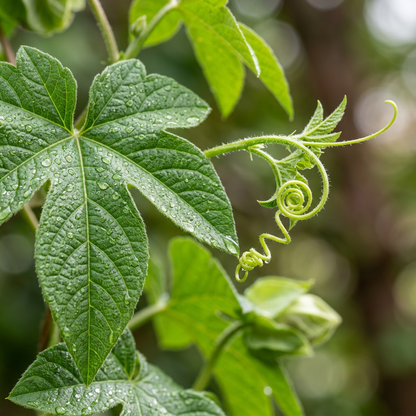 Cathedral Bells Cup and Saucer Vine Flower Mix Seeds
