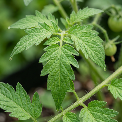 Cherry Tomato Seeds for Planting